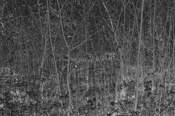 bushy_park_20-03-16_074_bw