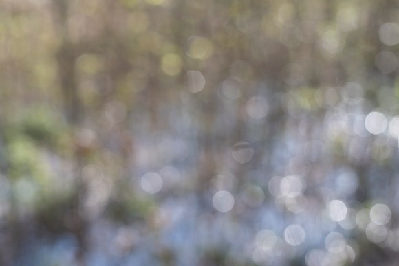 bushy_park_20-03-16_078_low