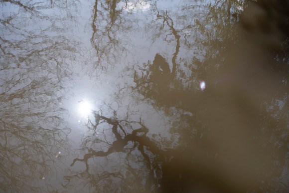 bushy_park_20-03-16_096_low