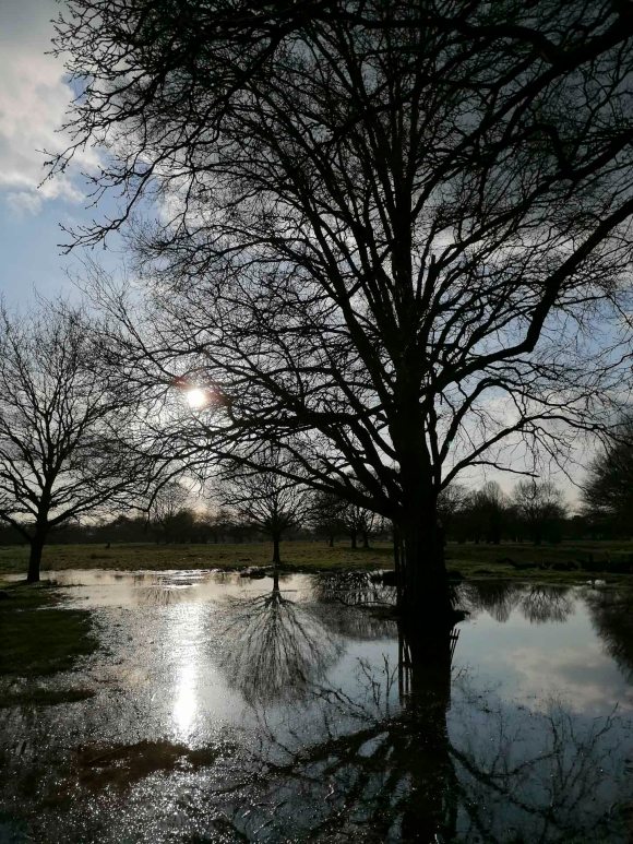 bushy_park_phone_20-03-06_002_low