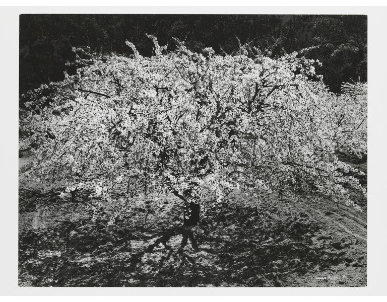 Brihat Denis Cherry Tree in Blossom 1985 Image