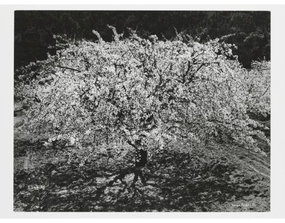Brihat Denis Cherry Tree in Blossom 1985 Image