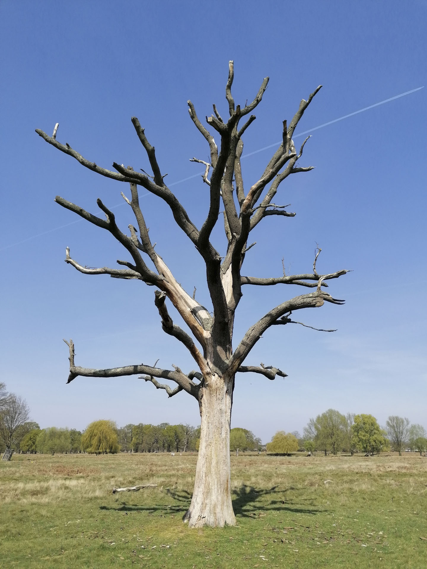 bushy-park_20-04-10_0023_low