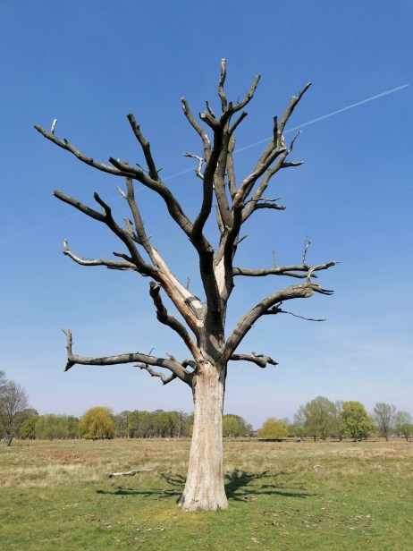 bushy-park_20-04-10_0023_low