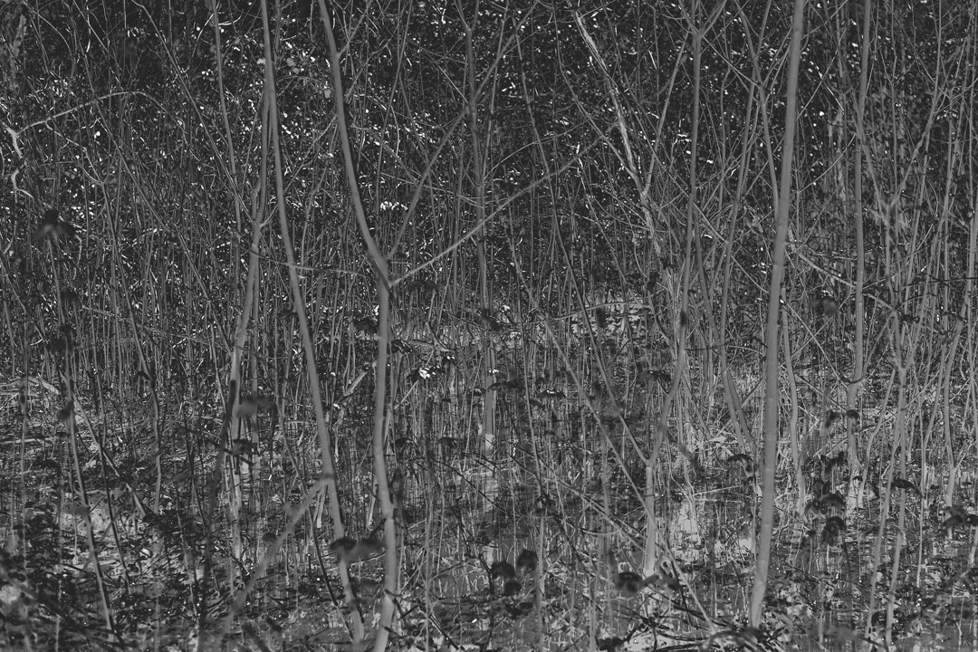 bushy_park_20-03-16_074_bw_12x8_low