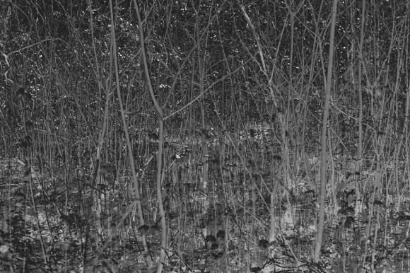 bushy_park_20-03-16_074_bw_12x8_low