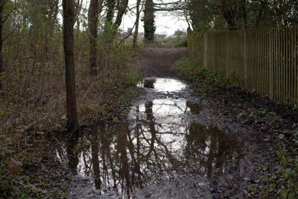 bushy_park_20-03-20_005_low