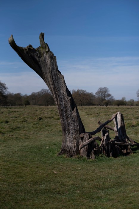 bushy_park_20-04-05_076_low