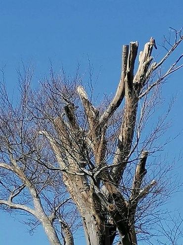 bushy_park_20-04-05_sm0019_low