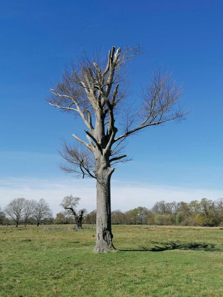 bushy_park_20-04-05_sm0022_low