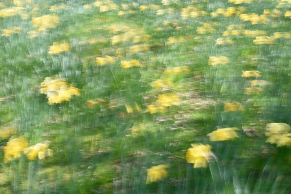 daff_20-03-22_001_low