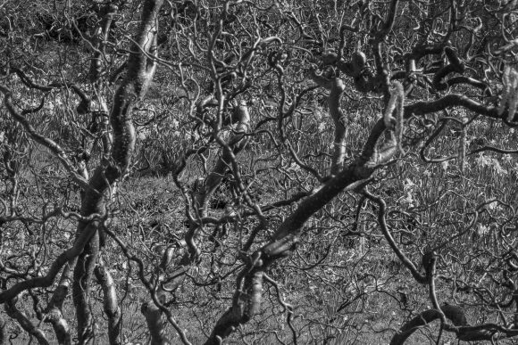 daffs_20-03-22_003_bw_1