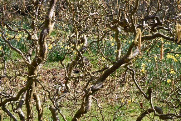 daffs_20-03-22_003_low