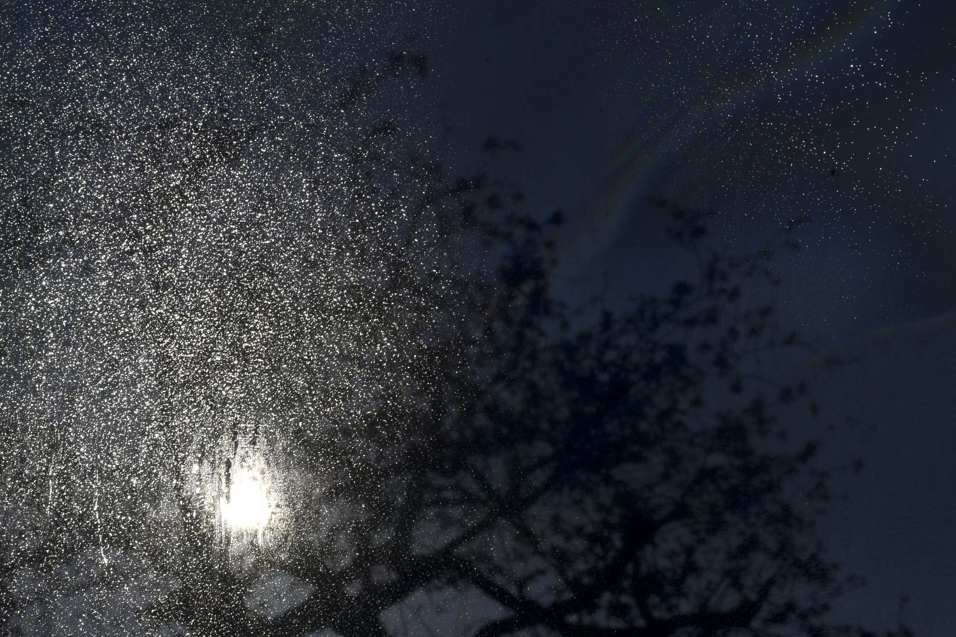 w_uni_tree_403_edit_copy_low