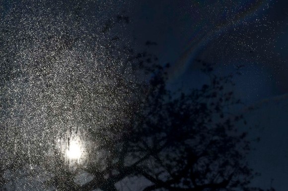 w_uni_tree_403_edit_copy_low