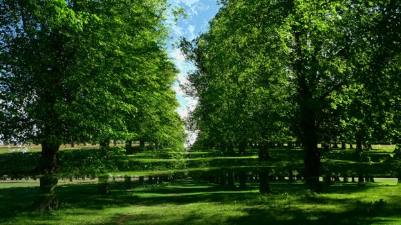 20-05-05_tree_ave_s1ab_colour_8_low