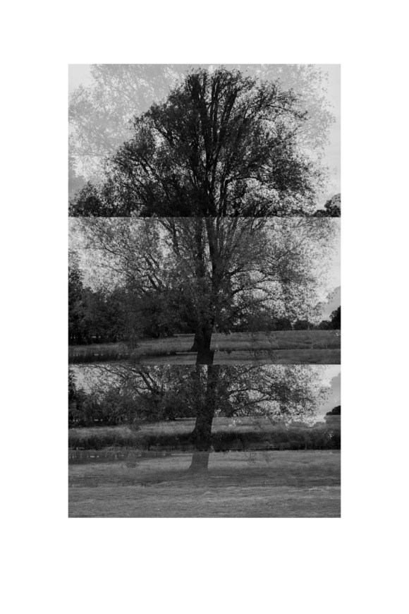 bp_20-05-03_tree_1_test_bw_8_low