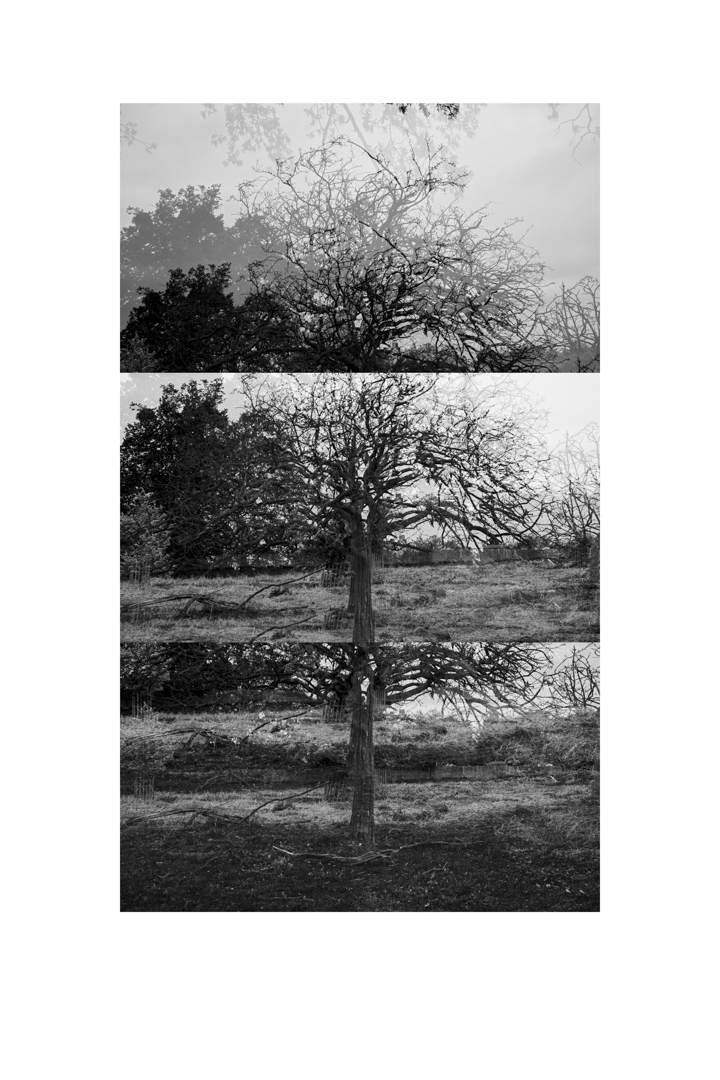 bp_20-05-03_tree_1a_test_bw_8_low