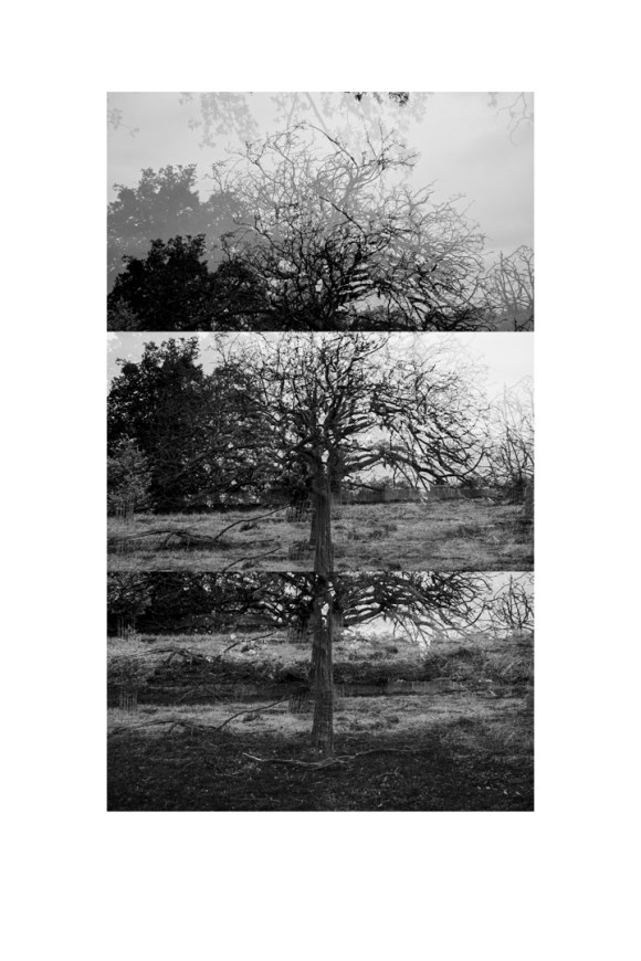 bp_20-05-03_tree_1a_test_bw_8_low