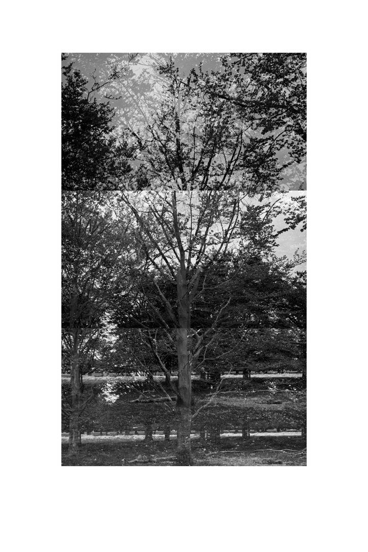 bp_20-05-03_tree_2_test_bw_low
