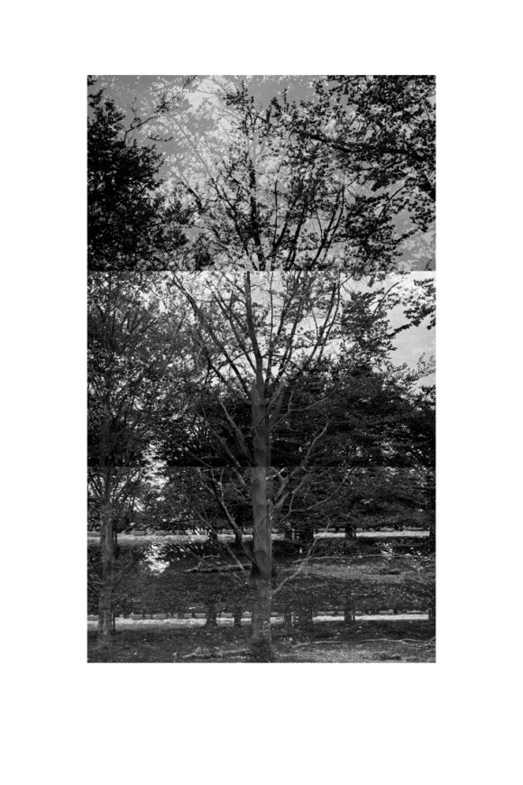 bp_20-05-03_tree_2_test_bw_low