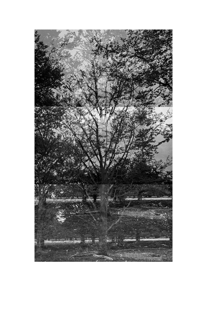 bp_20-05-03_tree_3_test_bw_8