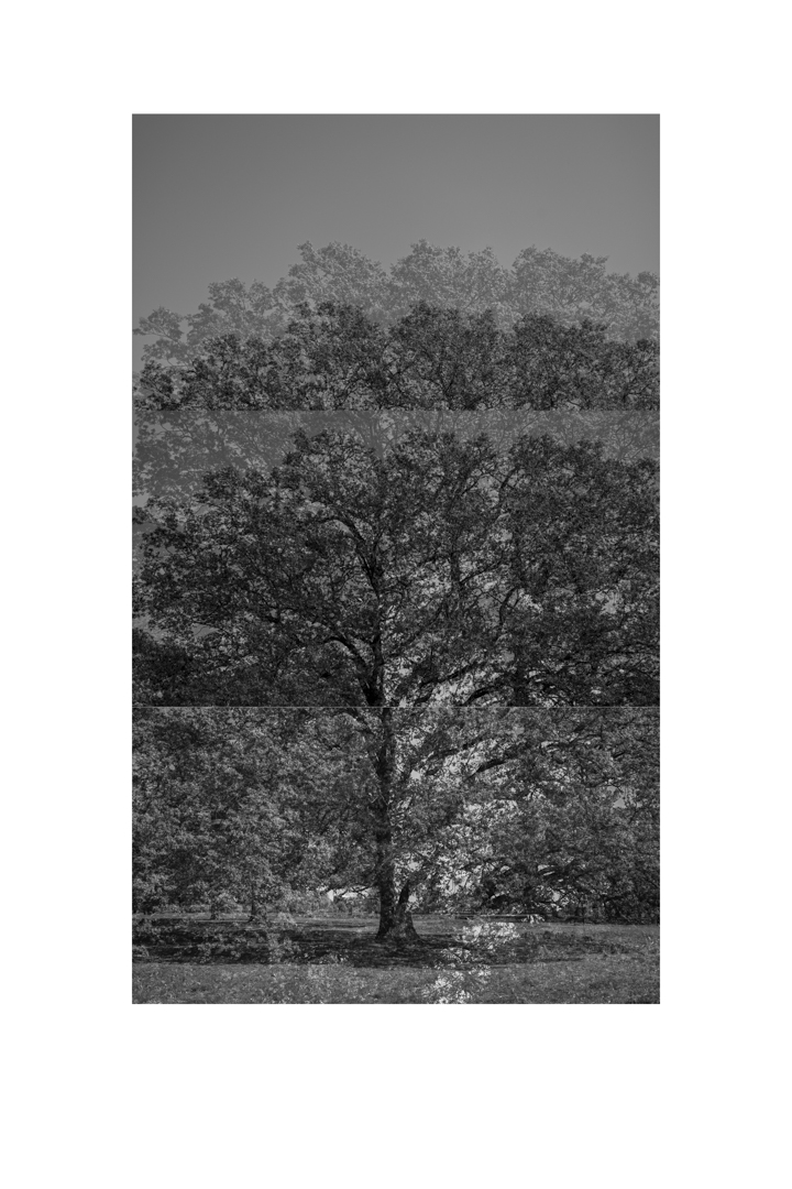 bp_20-05-05_tree_10_test_bw_8_low