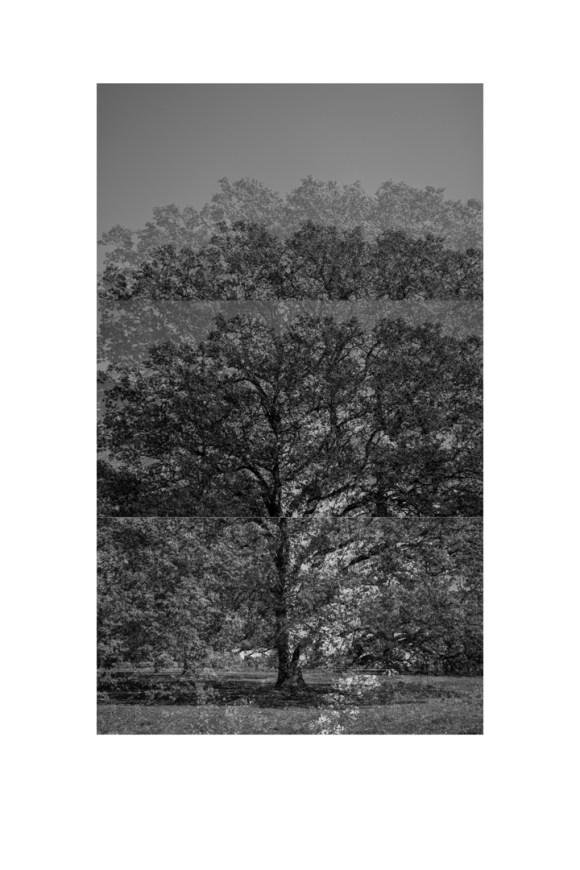 bp_20-05-05_tree_10_test_bw_8_low