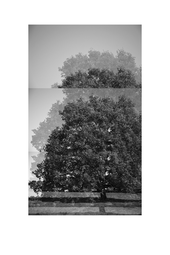 bp_20-05-05_tree_1_test_bw_8_low