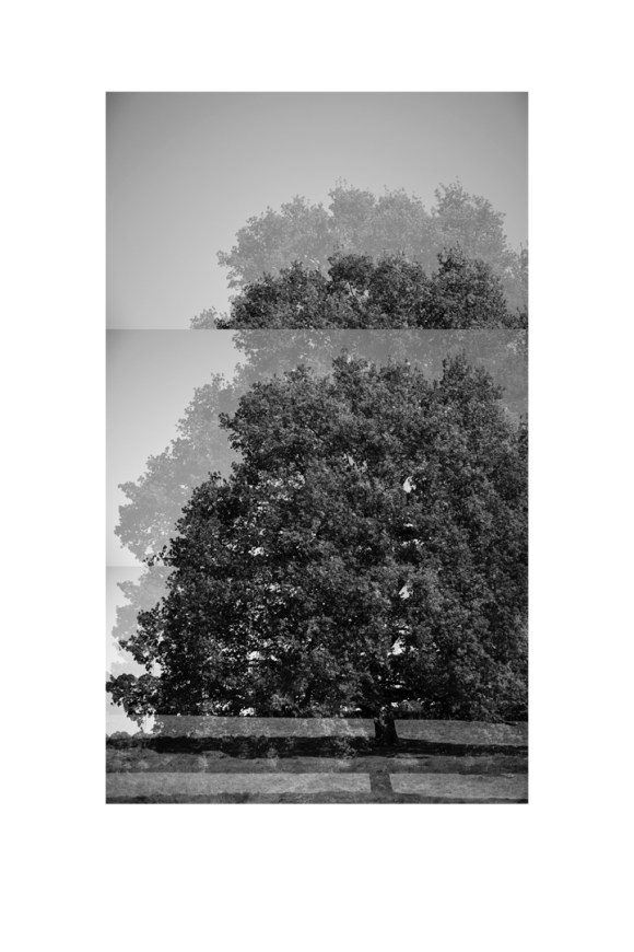 bp_20-05-05_tree_1_test_bw_8_low