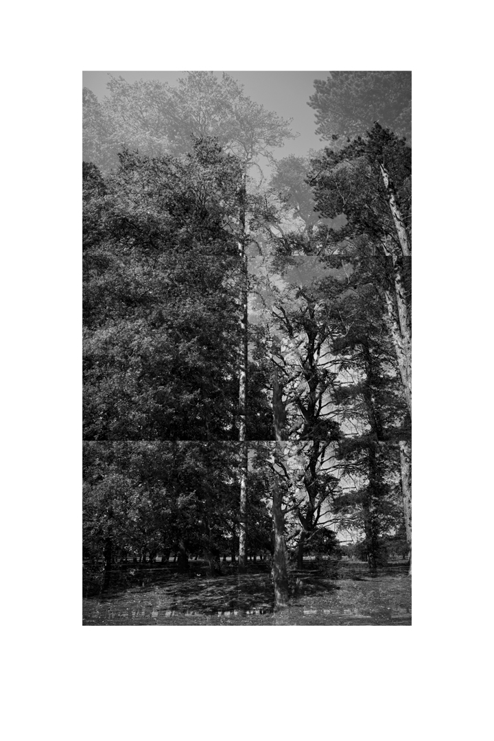 bp_20-05-05_tree_2_test_bw_8_low