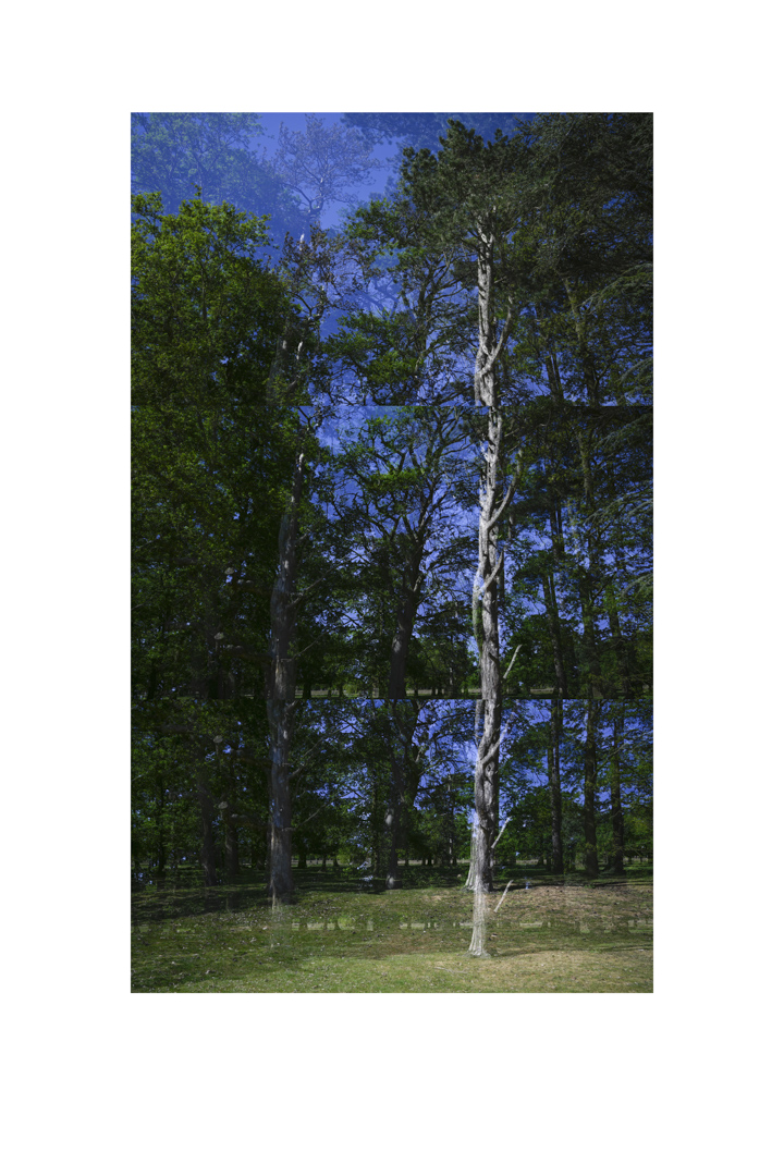 bp_20-05-05_tree_3_colour_test_colour_8_low