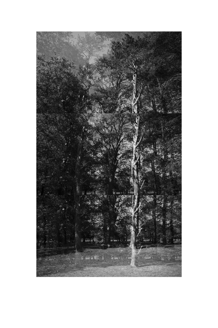 bp_20-05-05_tree_3_test_bw_8_low