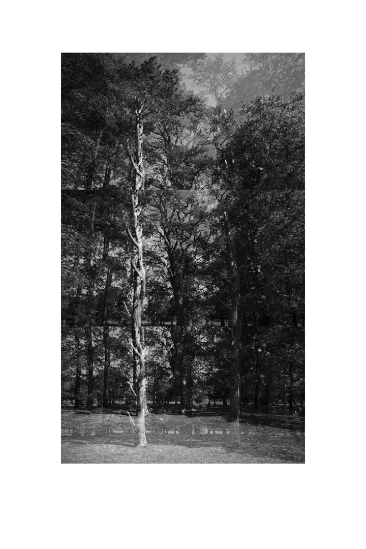 bp_20-05-05_tree_3_test_reverse_bw_8_low