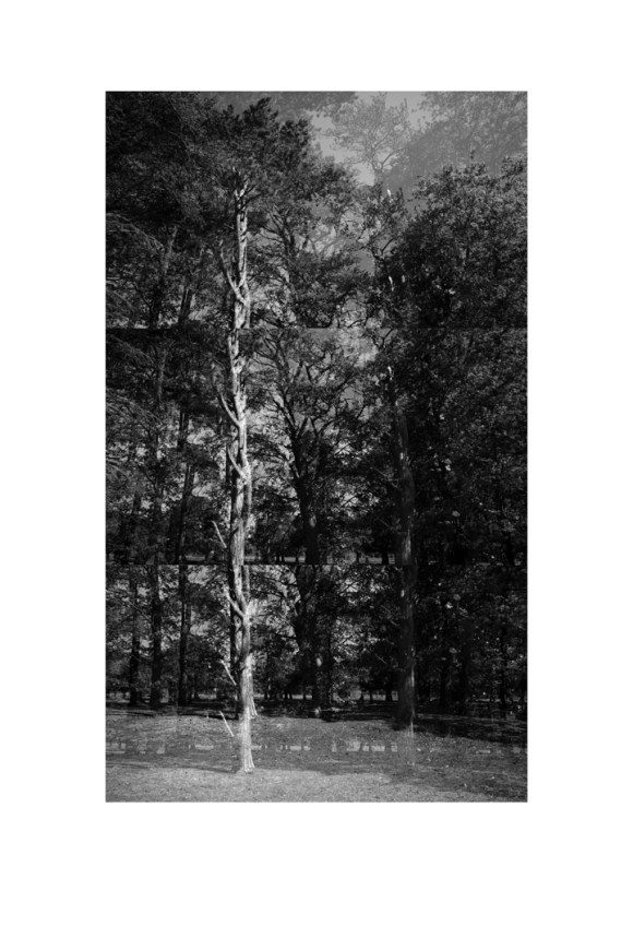 bp_20-05-05_tree_3_test_reverse_bw_8_low