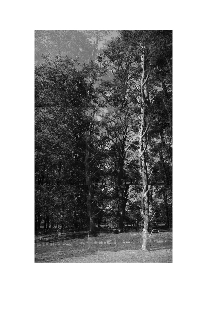 bp_20-05-05_tree_4_test_bw_8_low