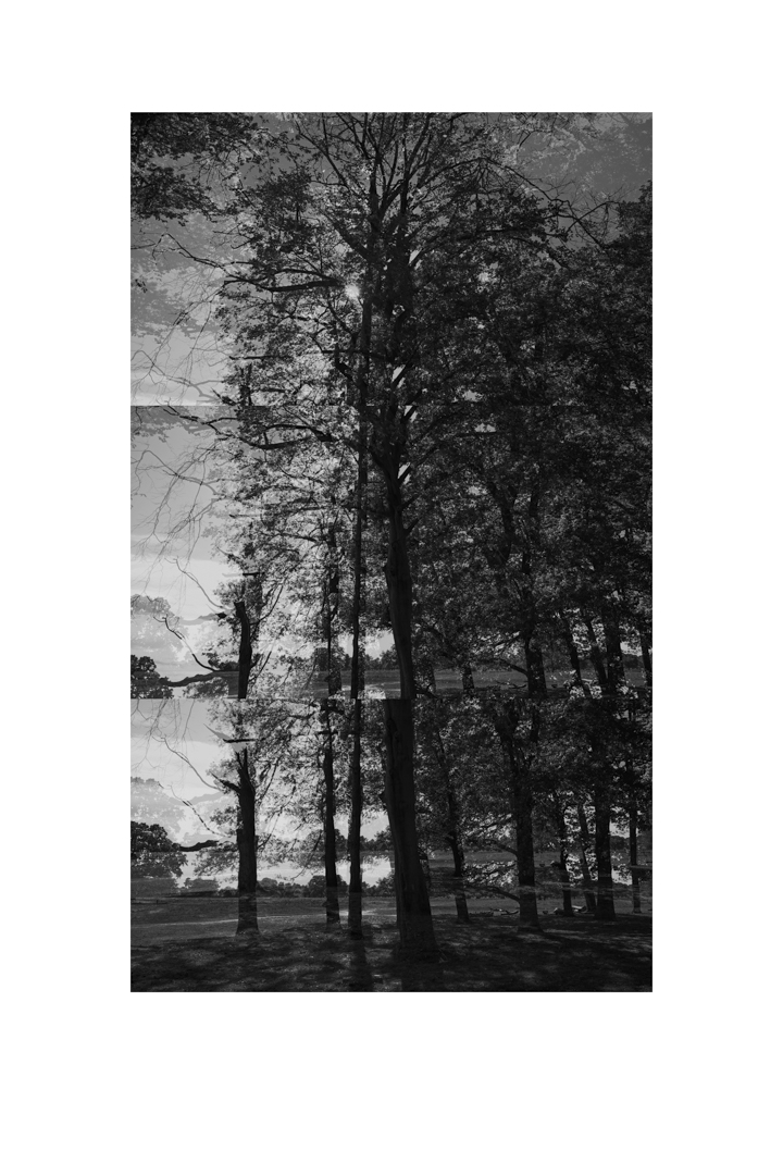 bp_20-05-05_tree_5_test_bw_8_low