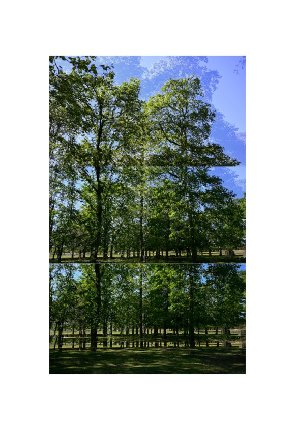 bp_20-05-05_tree_6_colour_test_colour_8