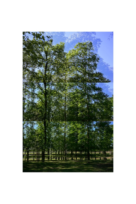 bp_20-05-05_tree_6_colour_test_second_no_horizon_colour_8