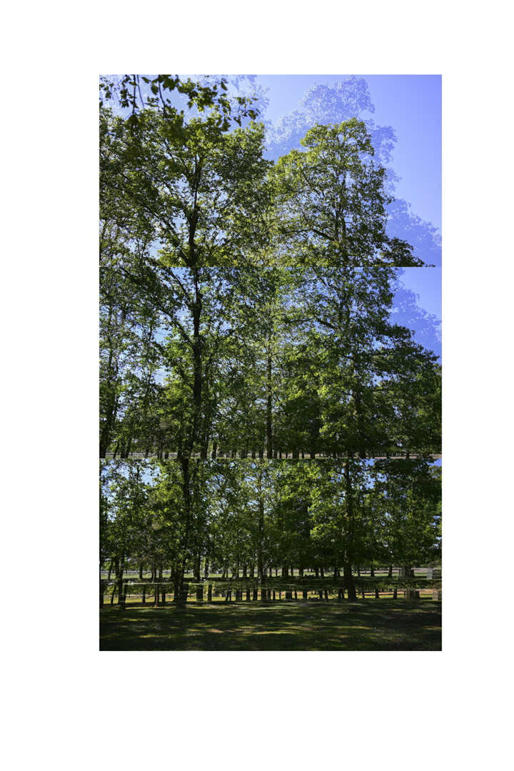 bp_20-05-05_tree_7_colour_test_colour_8_low