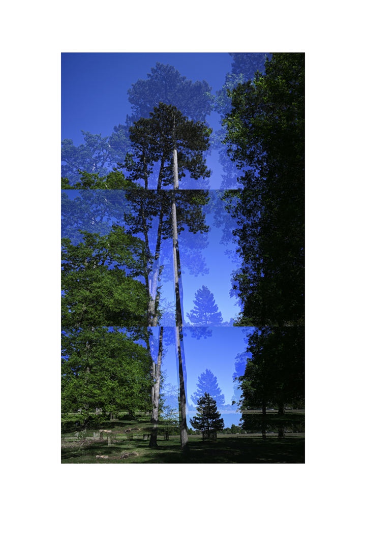 bp_20-05-05_tree_8_colour_test_low