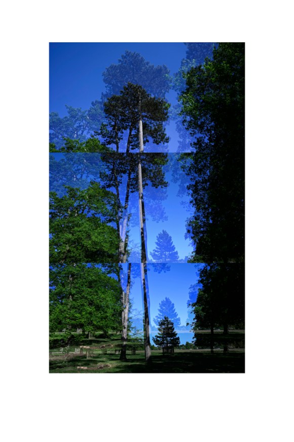 bp_20-05-05_tree_8_colour_test_low