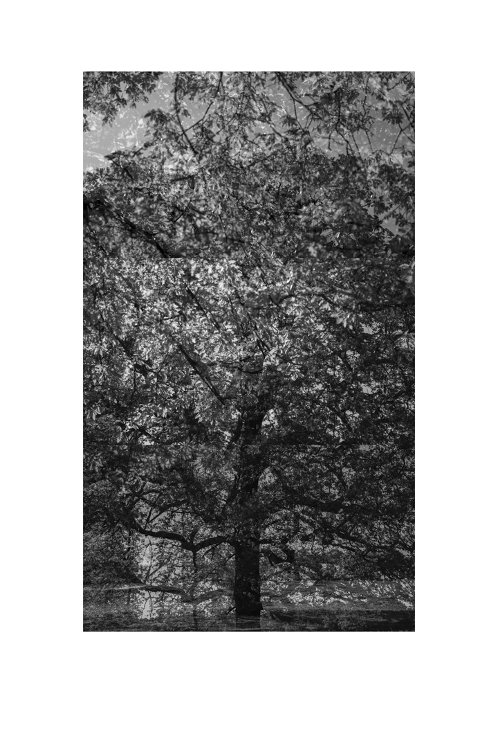 bp_20-05-05_tree_9_test_bw_8_low