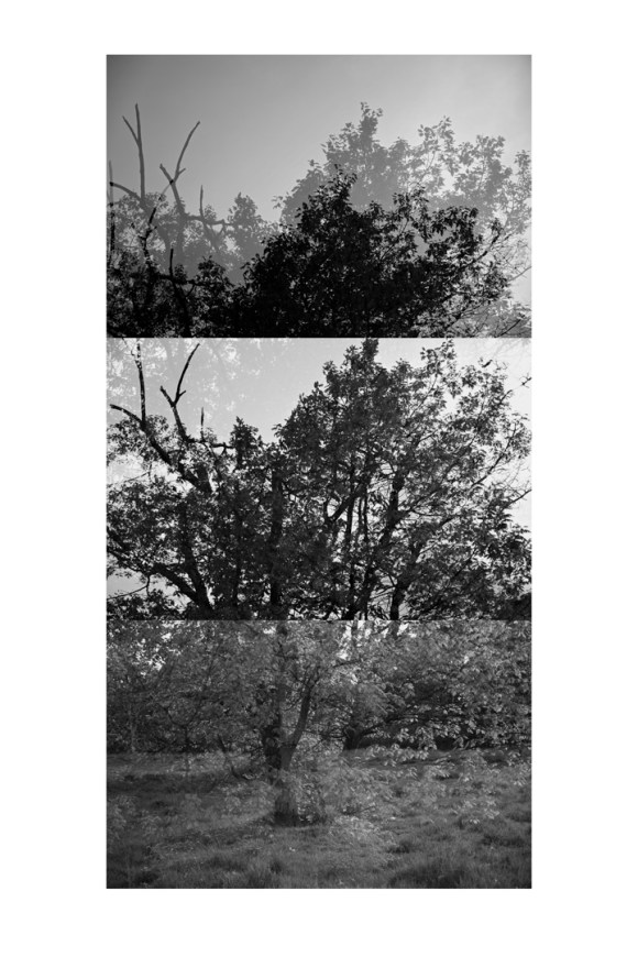 bptree_1_t1c_test_8_low