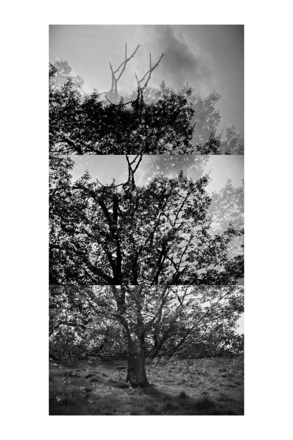 bptree_1_t1d_test_8_low