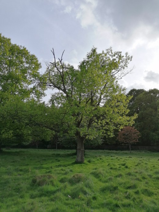 bushy_park_20-04-29_Tree1_low