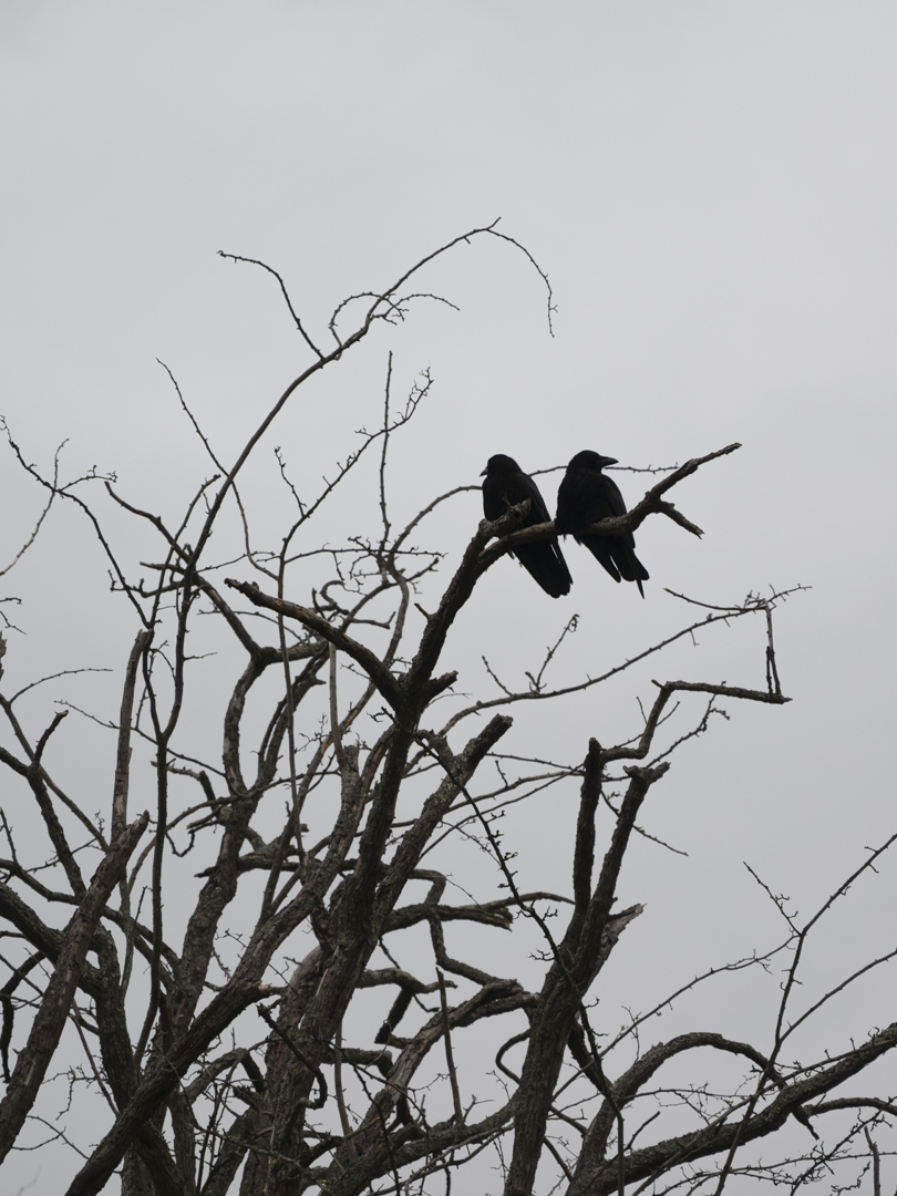 corvid_couple_1080
