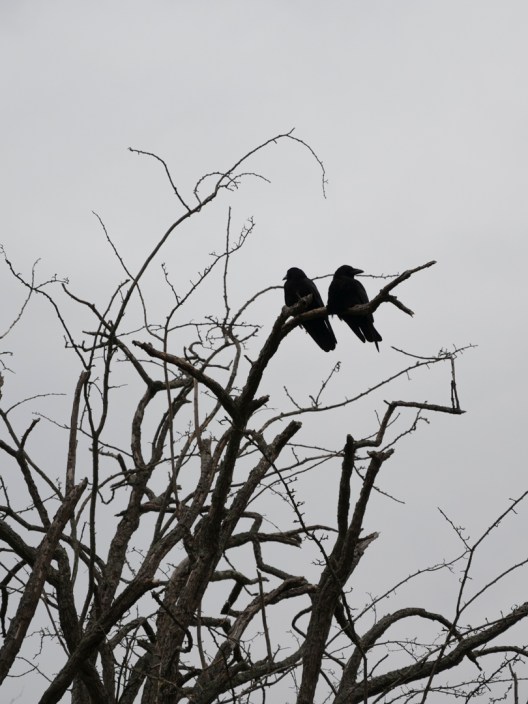 corvid_couple_1080