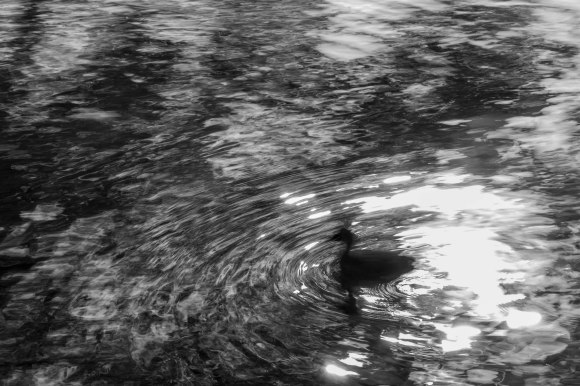 moorhen_008_bw_low