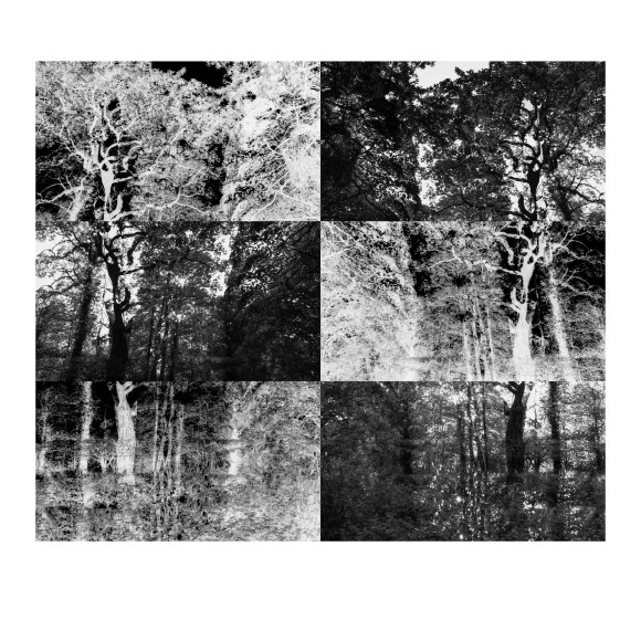 water gardens bw grid_low